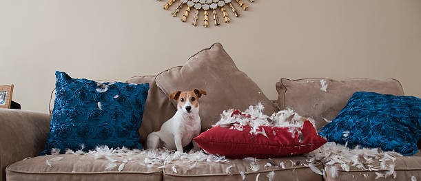 Evitons tout anthropomorphisme et tentons de comprendre ce que nous dit notre animal domestique quand il détruit chez nous.