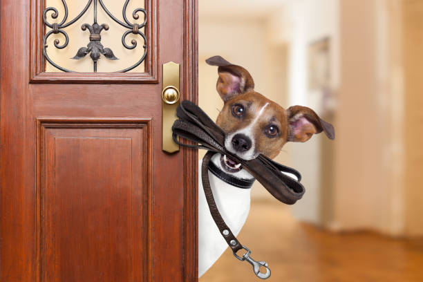 Chien attendant à la porte de la maison avec la laisse dans sa bouche, prêt pour aller se promener avec son propriétaire. Educateur canin à domicile
