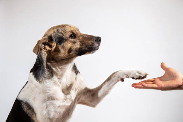 Complicité et confiance sont les fondements d'une éducation canine positive. Educateur canin à domicile