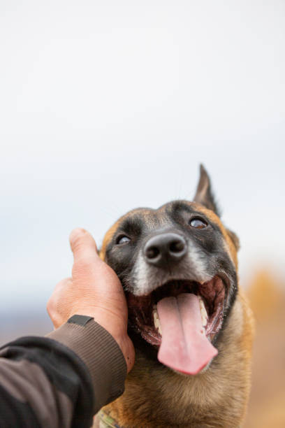 Un Berger allemand recevant une caresse. Educateur canin à domicile