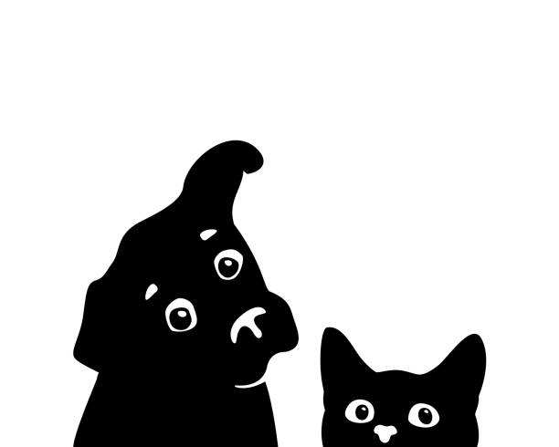 La relation amicale entre chat et chien est possible