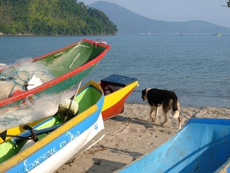 Le Brésil et le chien