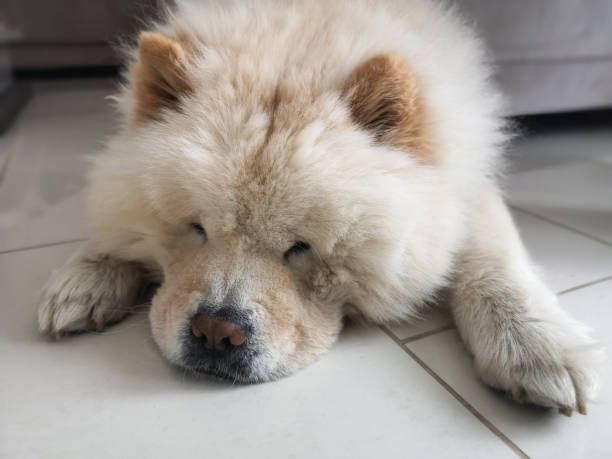 Chow-Chow chien préféré des Chinois