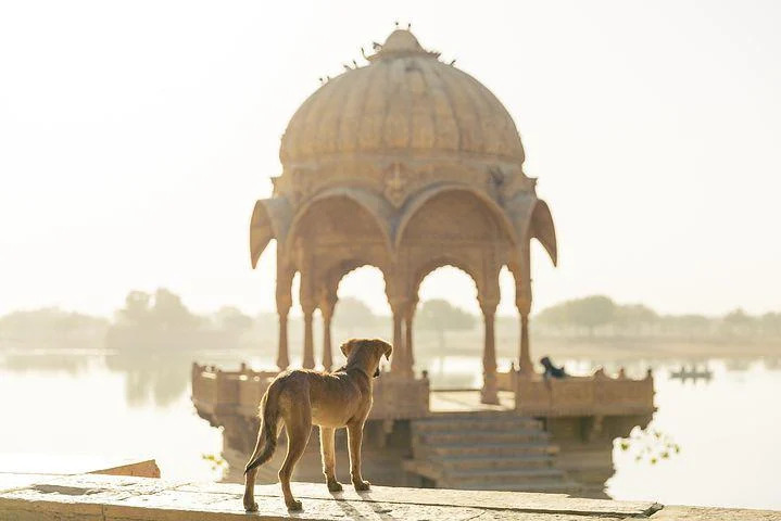 Le chien en Inde
