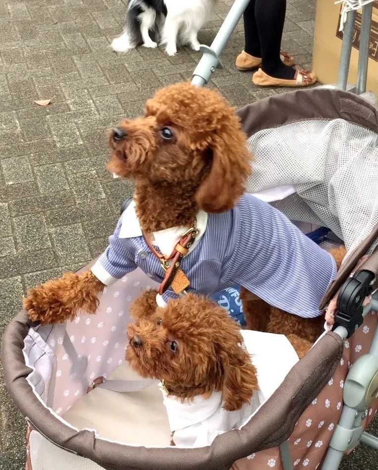 Les chiens au Japon