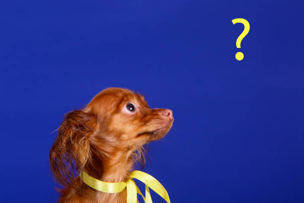 Le chien et l'Islam