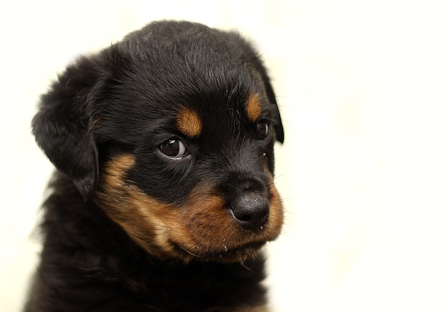 Bébé chien Rottweiller