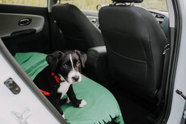 Bébé chien apprend à être dans une voiture